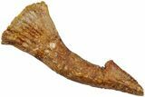 Fossil Sawfish (Onchopristis) Rostral Barb - Morocco #236114-1
